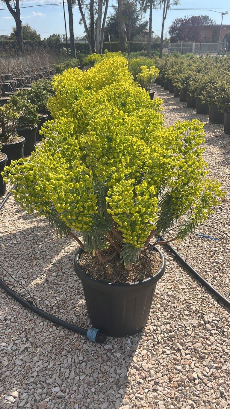 Euphorbia Characias Wulfenii — vaso 30 litri