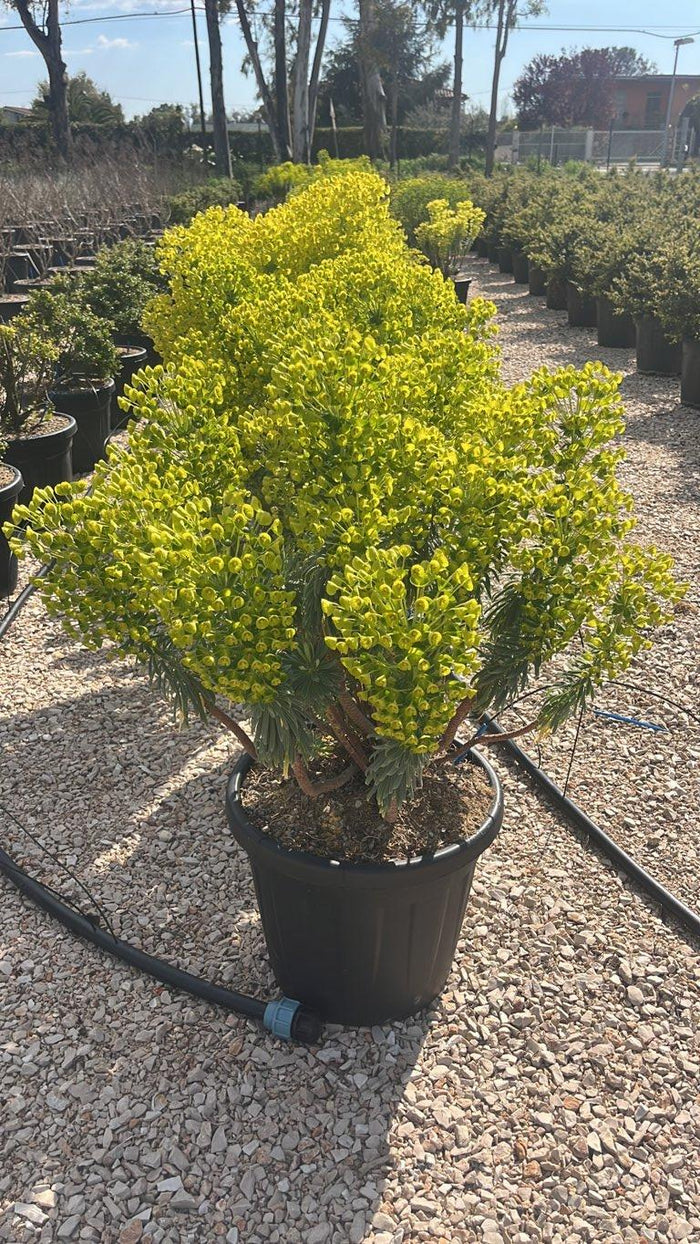 Euphorbia Characias Wulfenii — vaso 30 litri