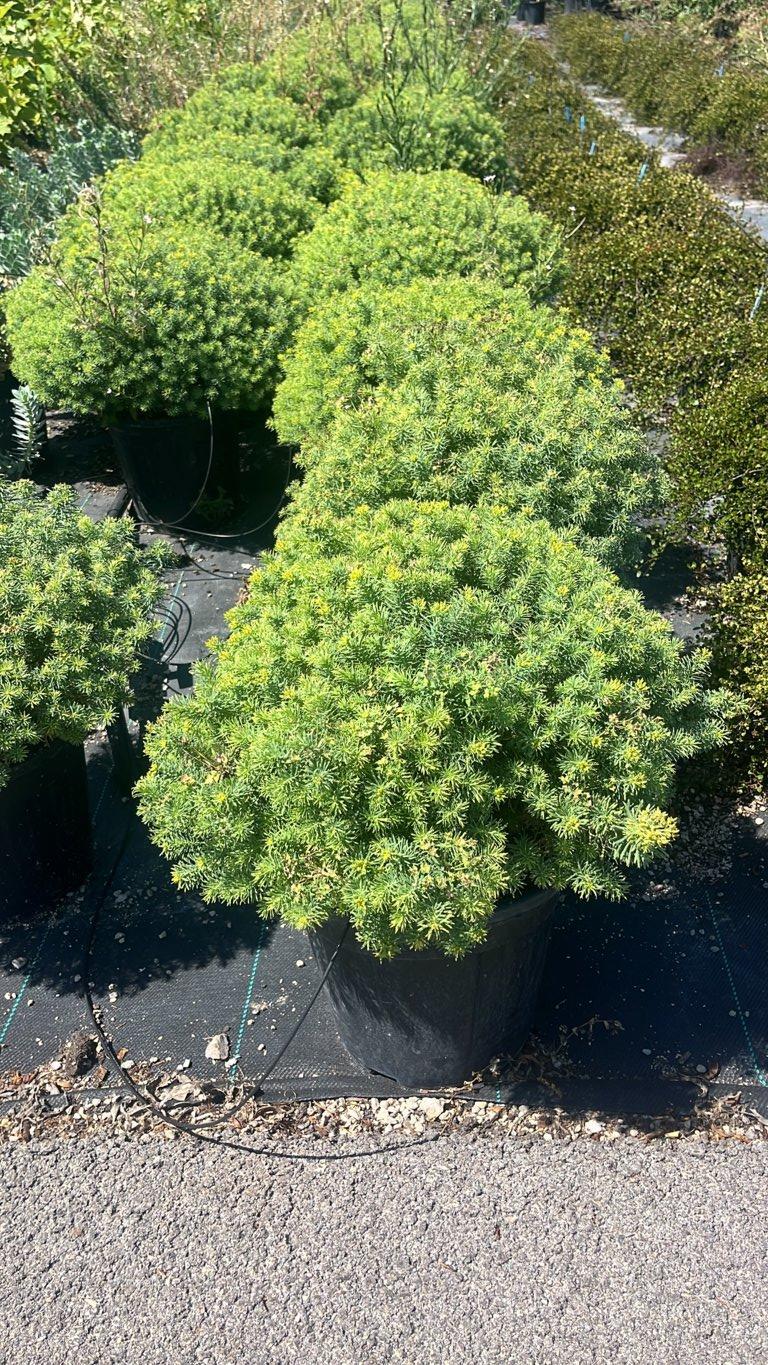Euphorbia Cyparissias — vaso 9 litri