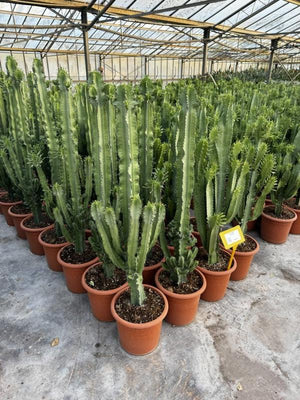 Euphorbia Erythraeae — vaso 12 litri
