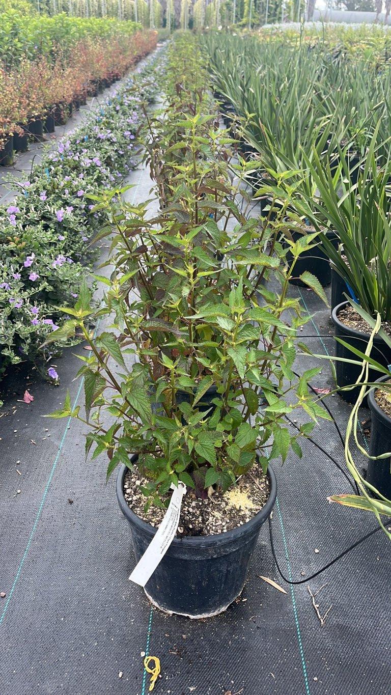 EUPHORBIA MINERS MERLOT Euforbia