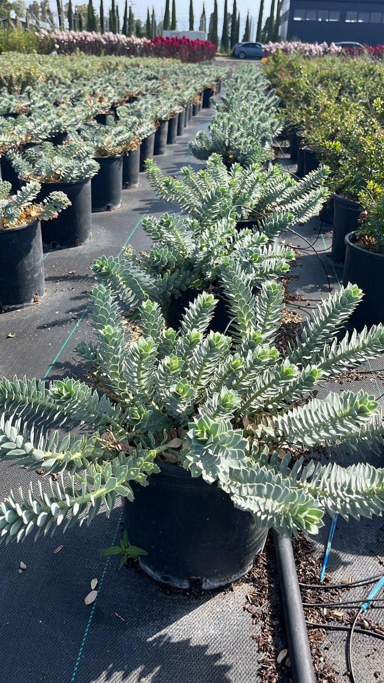Euphorbia Myrsinites — vaso 9 litri