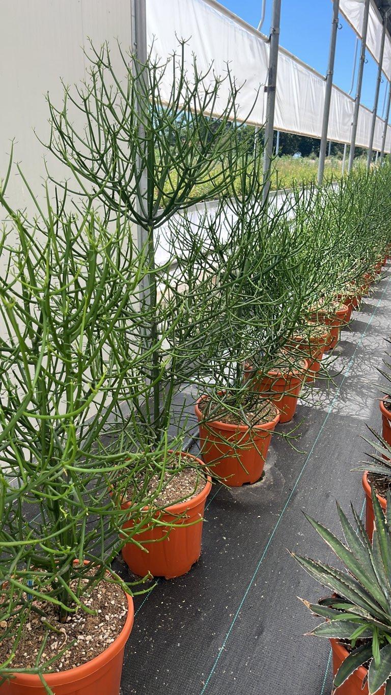 EUPHORBIA TIRUCALLI Euforbia a bastoncini