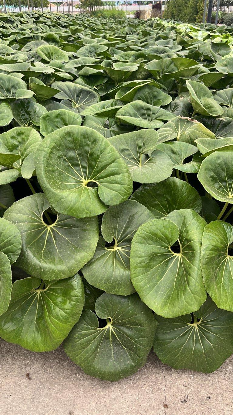 Farfugium Giganteum — vaso 9 litri