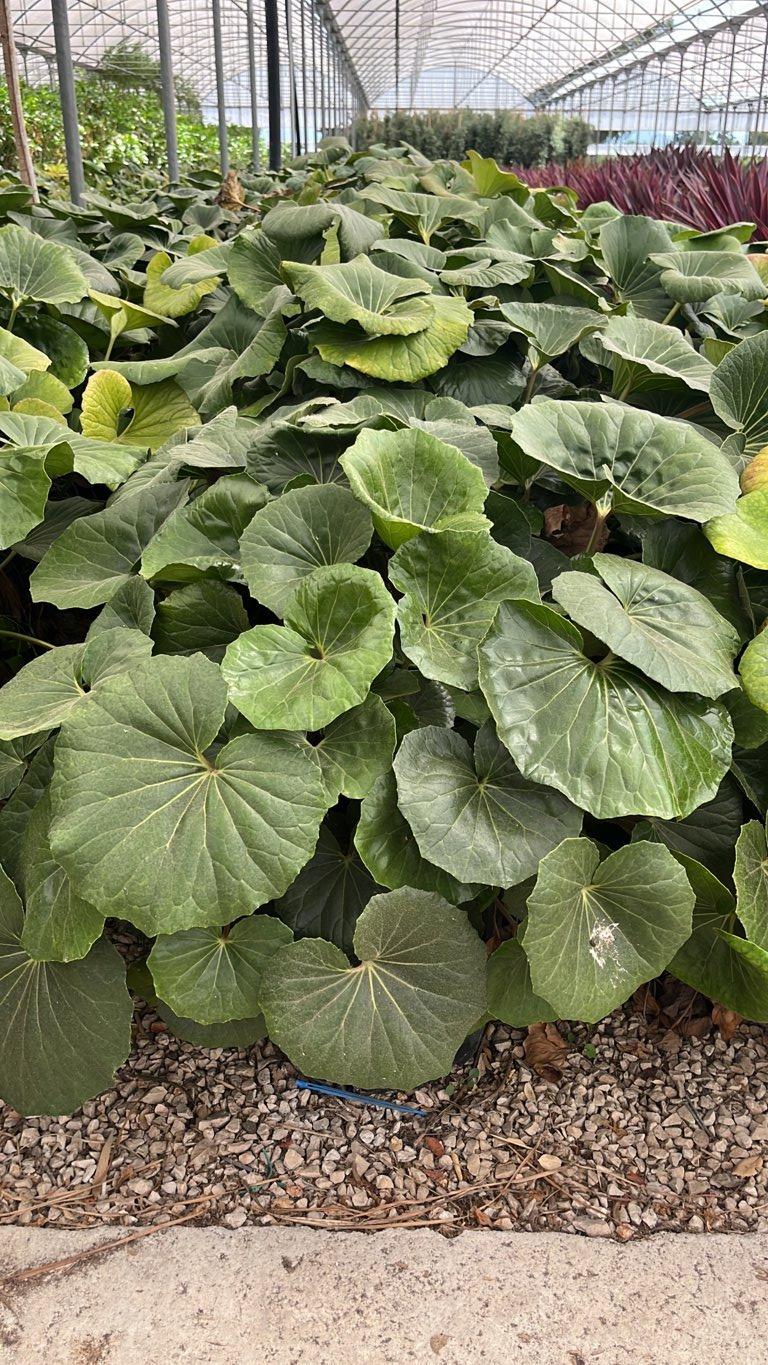 Farfugium Japonicum — vaso 30 litri