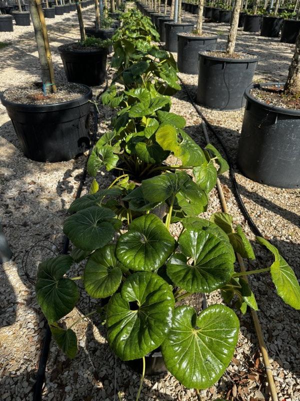 Farfugium Japonicum — vaso 30 litri