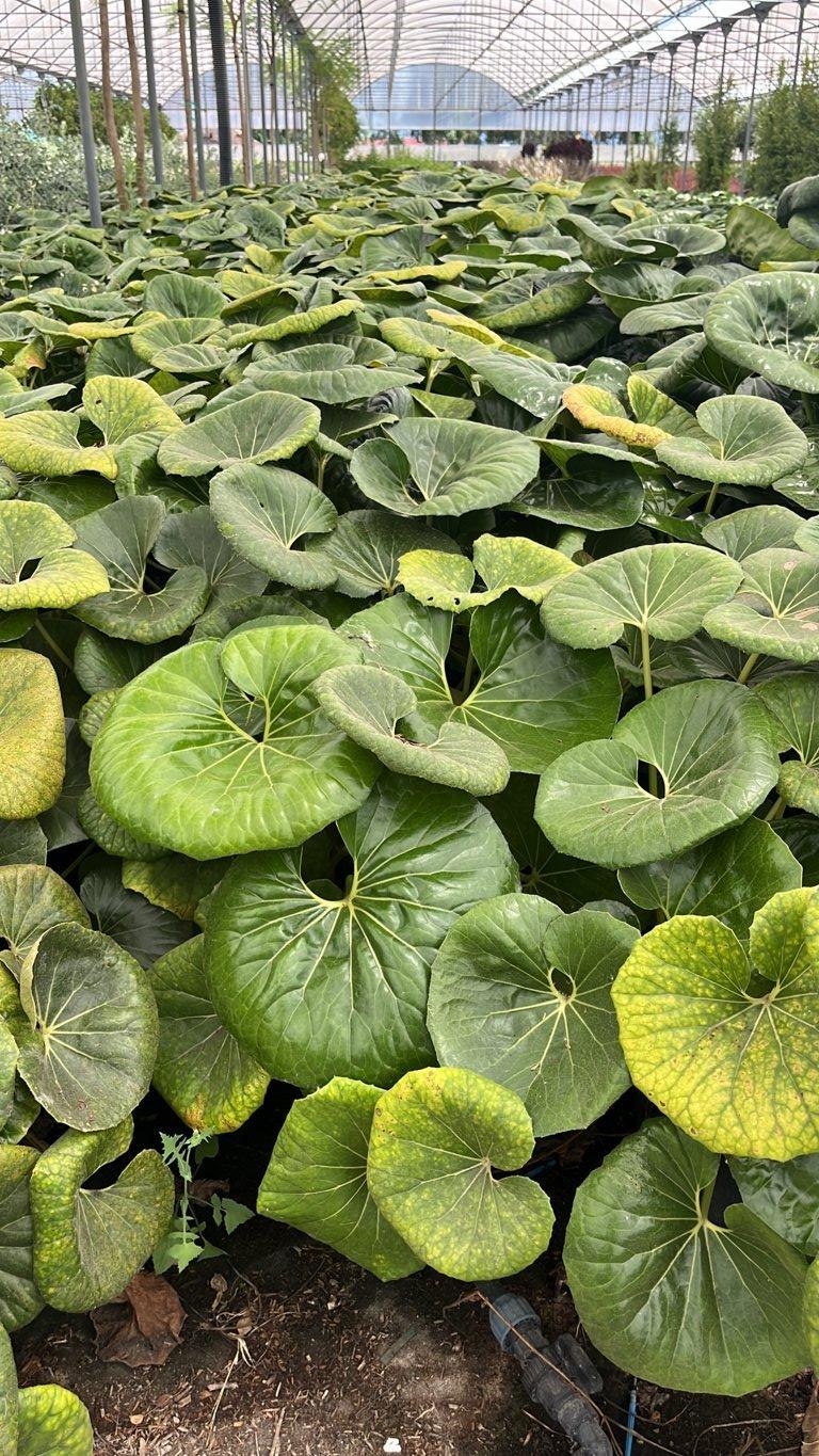 Farfugium Japonicum — vaso 9 litri