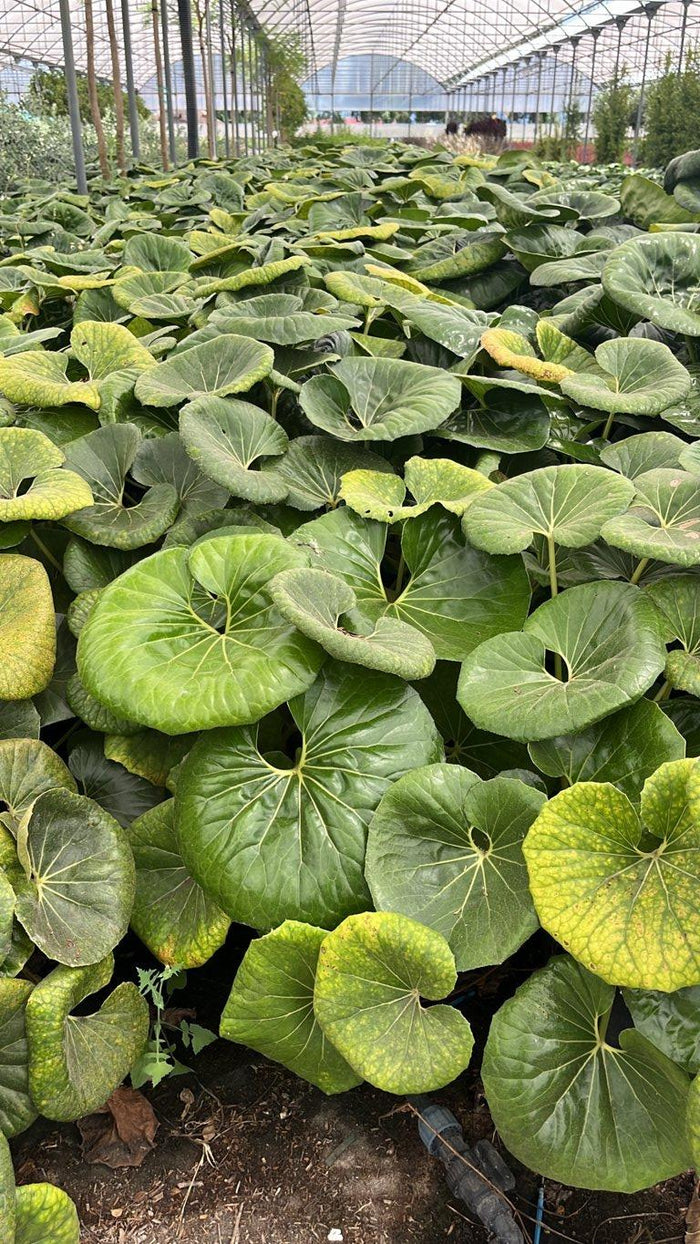 Farfugium Japonicum — vaso 9 litri