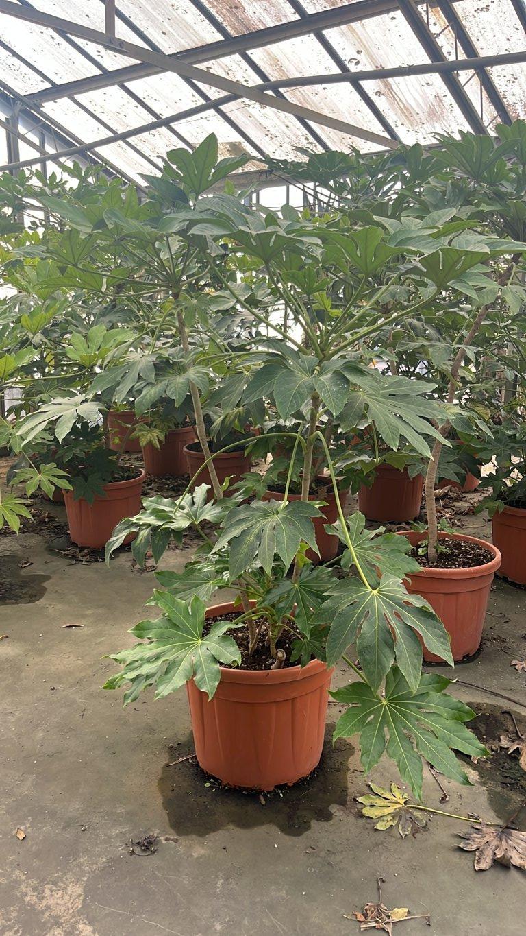 Fatsia Japonica (Aralia del Giappone) — vaso 55 litri
