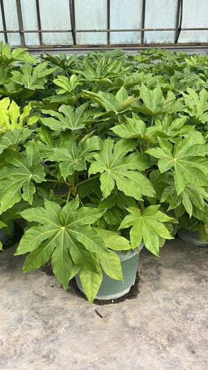 FATSIA JAPONICA Aralia giapponese