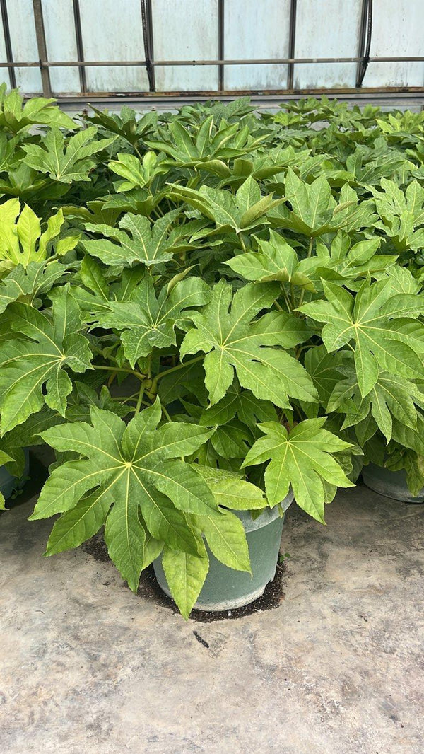 FATSIA JAPONICA Aralia giapponese