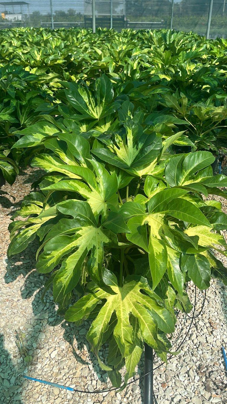 Fatsia Japonica Camouflage (Aralia del Giappone) — vaso 9 litri