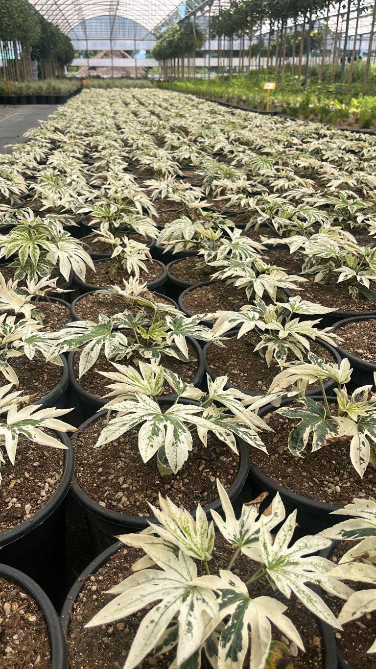 Fatsia Japonica Spider's Web (Aralia del Giappone) — vaso 9 litri