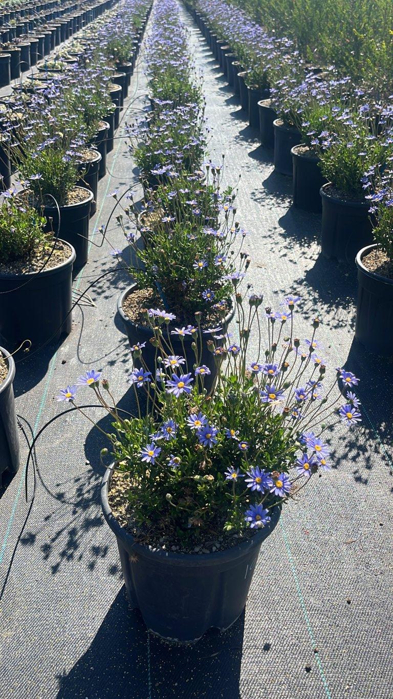 FELICIA AMELLOIDES Margherita blu / Felicia