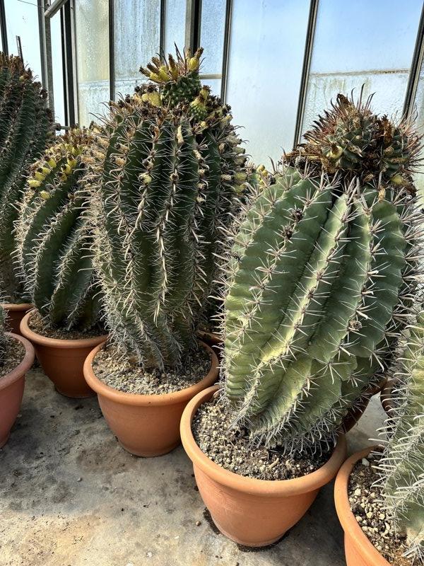 Ferocactus Herrerae — Esemplare, altezza 75/100 cm, vaso 70 litri