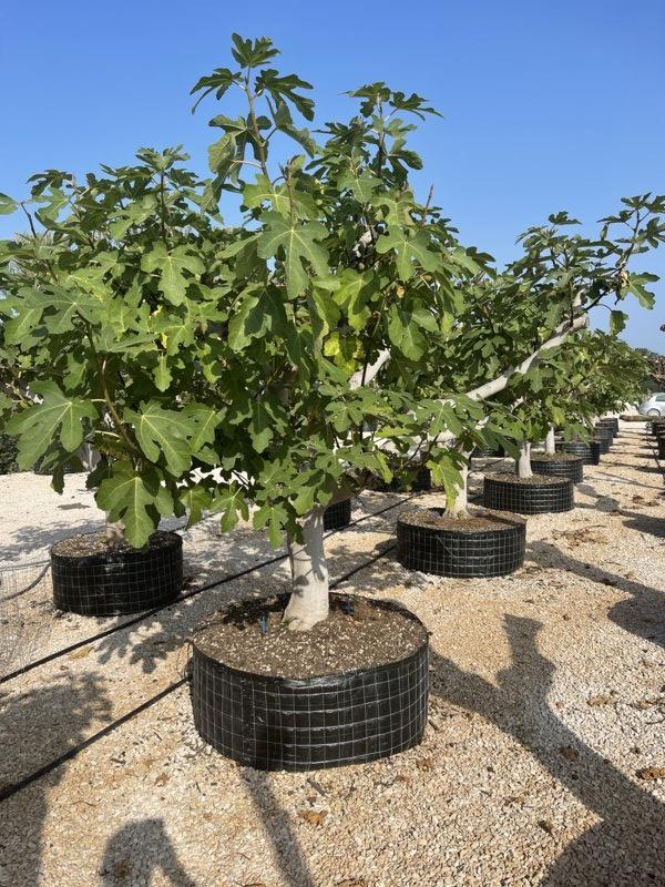 Ficus Carica (Fico) — 1/2 fusto, circonferenza 50/55 cm, in rete