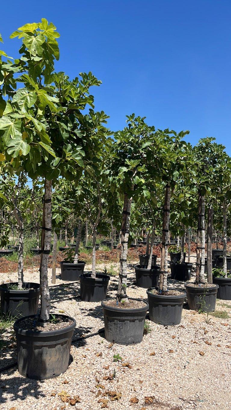 Ficus Carica (Fico) — Albero, circonferenza 18/20 cm, vaso 130 litri