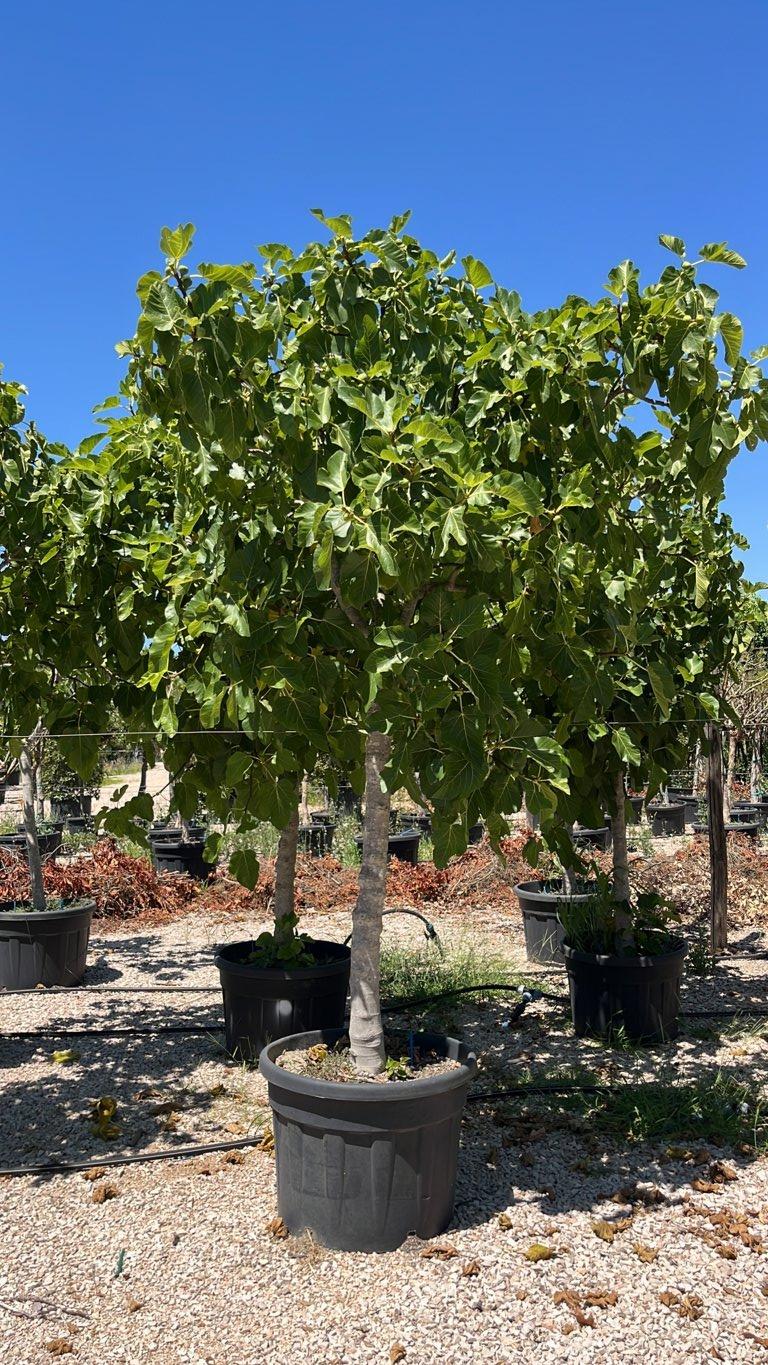 Ficus Carica (Fico) — 3/4 fusto, circonferenza 25/30 cm, vaso 150 litri