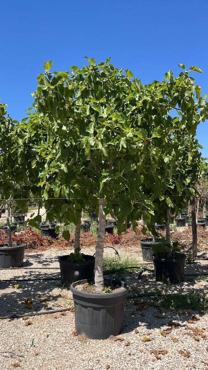Ficus Carica (Fico) — 3/4 fusto, circonferenza 25/30 cm, vaso 150 litri