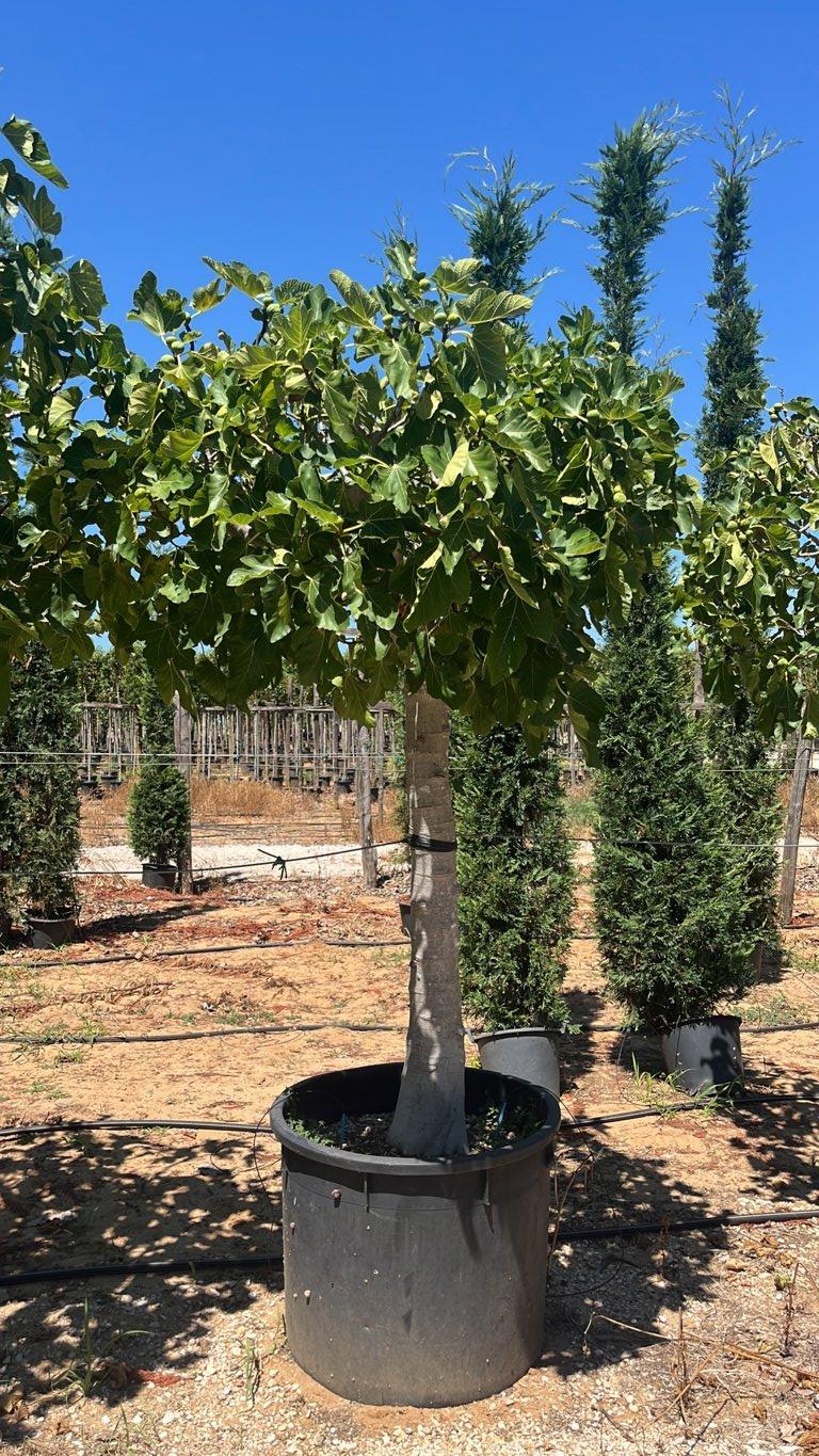 Ficus Carica (Fico) — 3/4 fusto, circonferenza 30/40 cm, vaso 240 litri