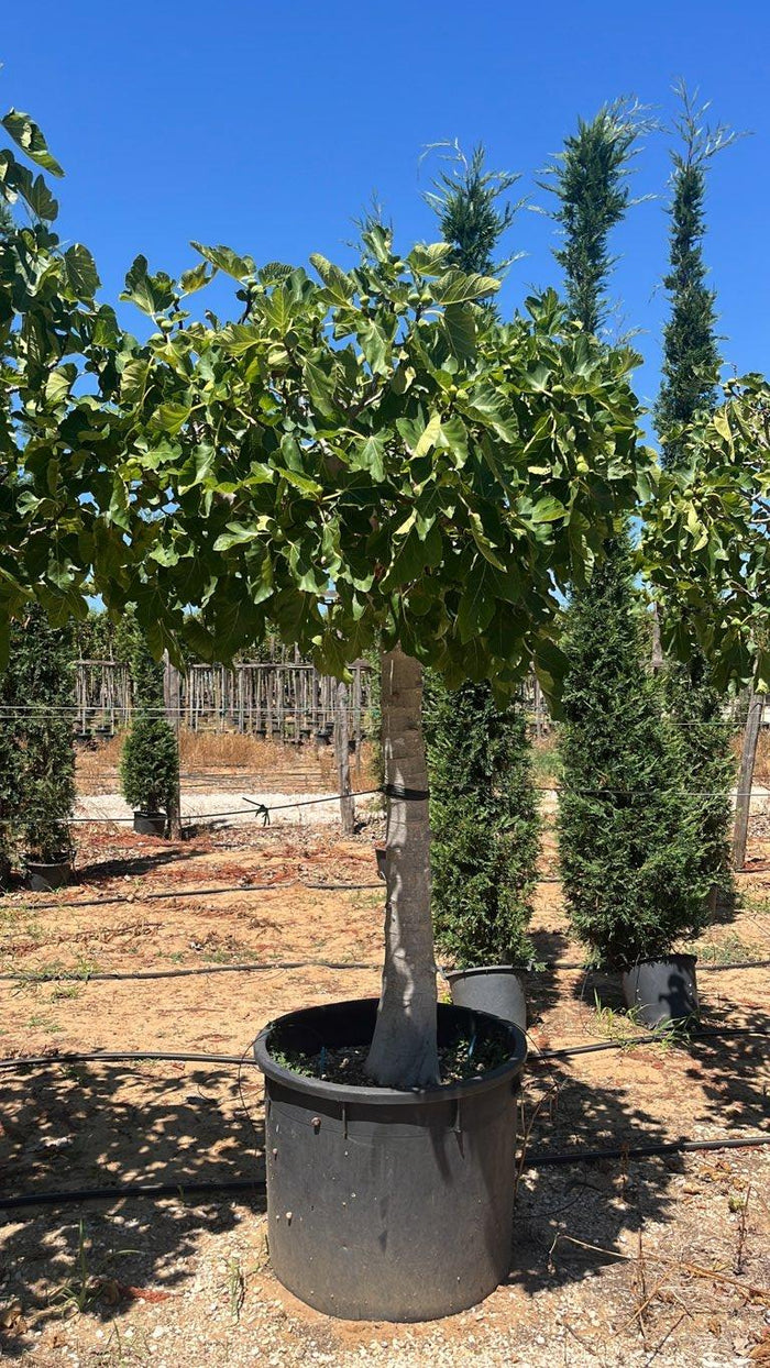 Ficus Carica (Fico) — 3/4 fusto, circonferenza 30/40 cm, vaso 240 litri