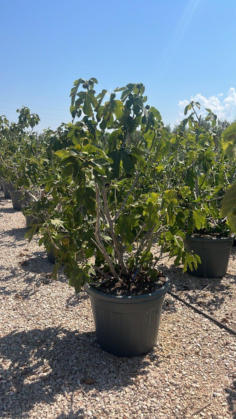 Ficus Carica (Fico) — Cespuglio, altezza 125/150 cm, vaso 90 litri