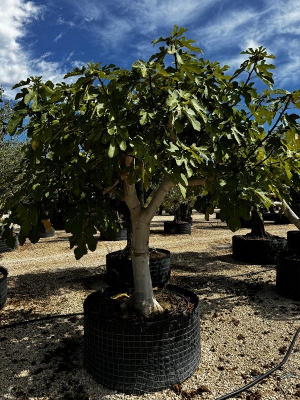 Ficus Carica (Fico) — 1/2 fusto, circonferenza 60/70 cm, in rete
