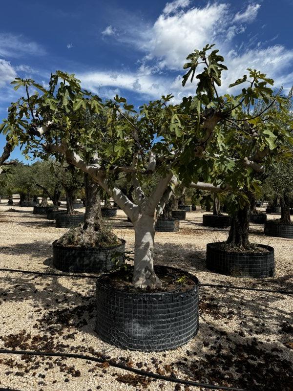 Ficus Carica (Fico) — 1/2 fusto, circonferenza 70/80 cm, in rete