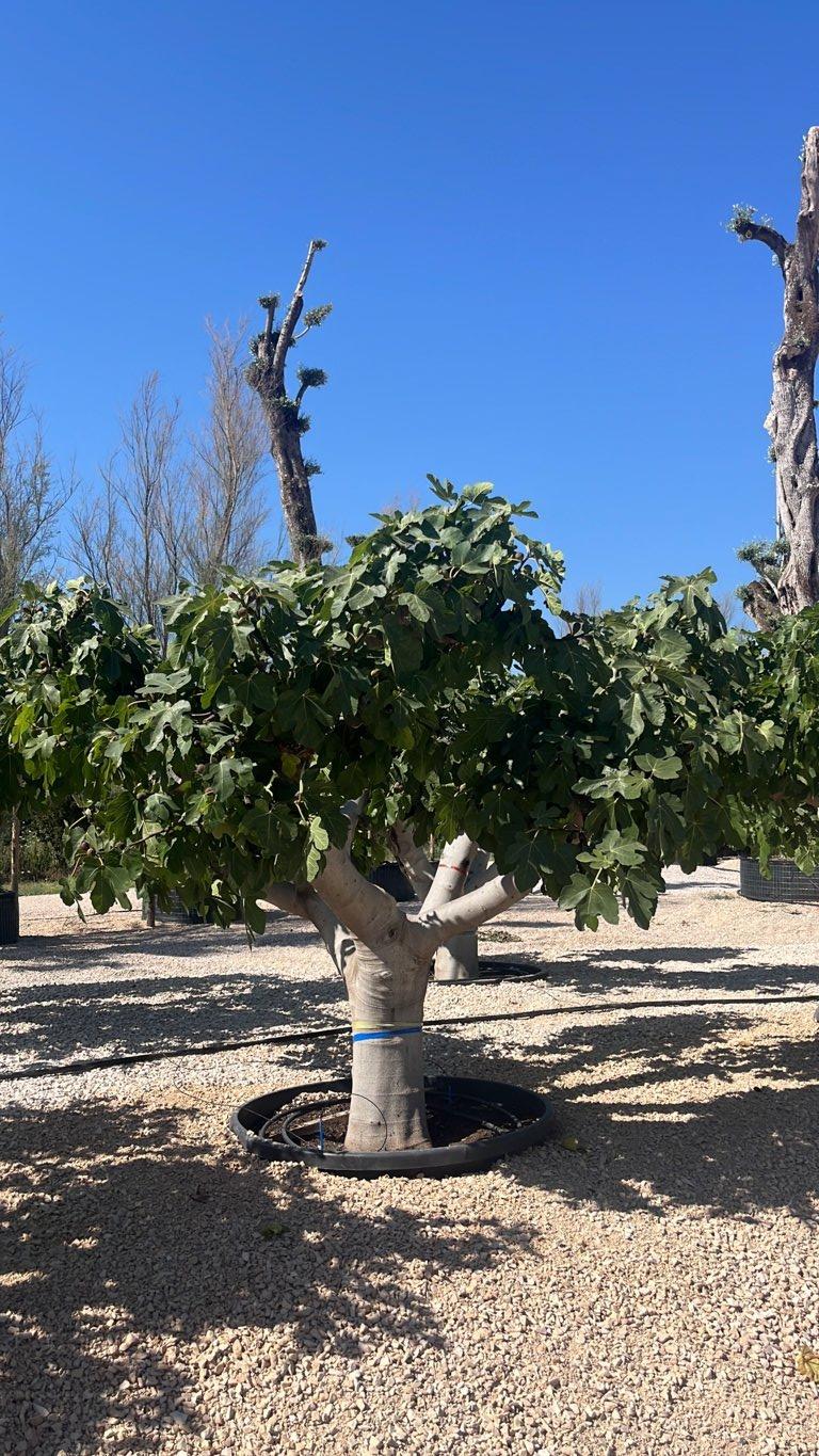 Ficus Carica (Fico) — 1/2 fusto, circonferenza 80/100 cm, vaso 500 litri