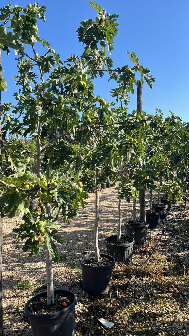 Ficus Carica Icecrystal (Fico) — 1/2 fusto, circonferenza 14/16 cm, vaso 30 litri