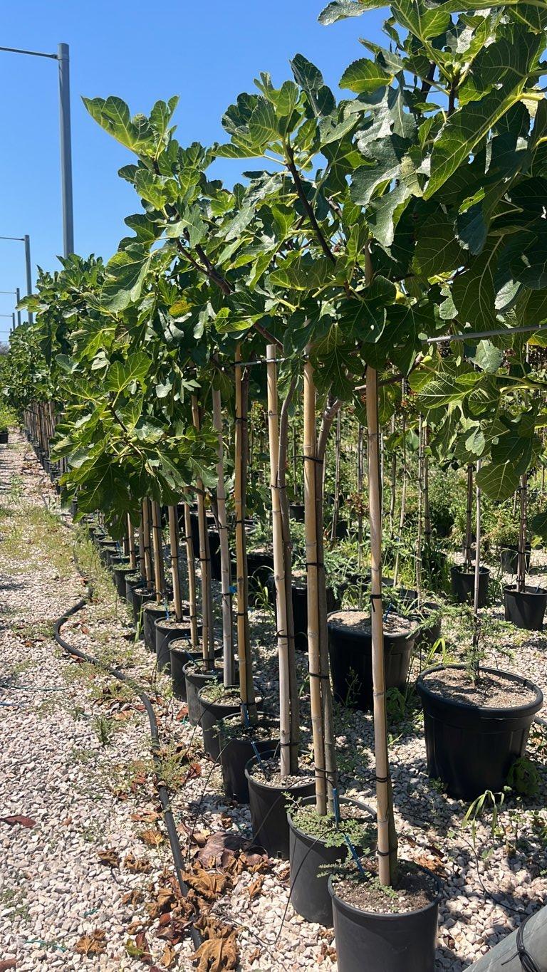 Ficus Carica Madeleine (Fico) — Albero, circonferenza 6/8 cm, vaso 45 litri