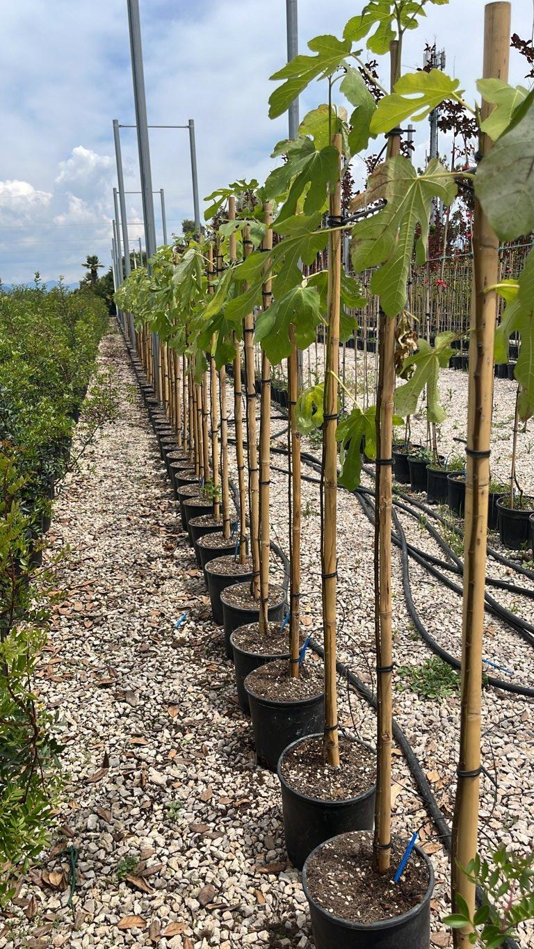 Ficus Carica Osborn (Fico) — Albero, circonferenza 6/8 cm, vaso 45 litri