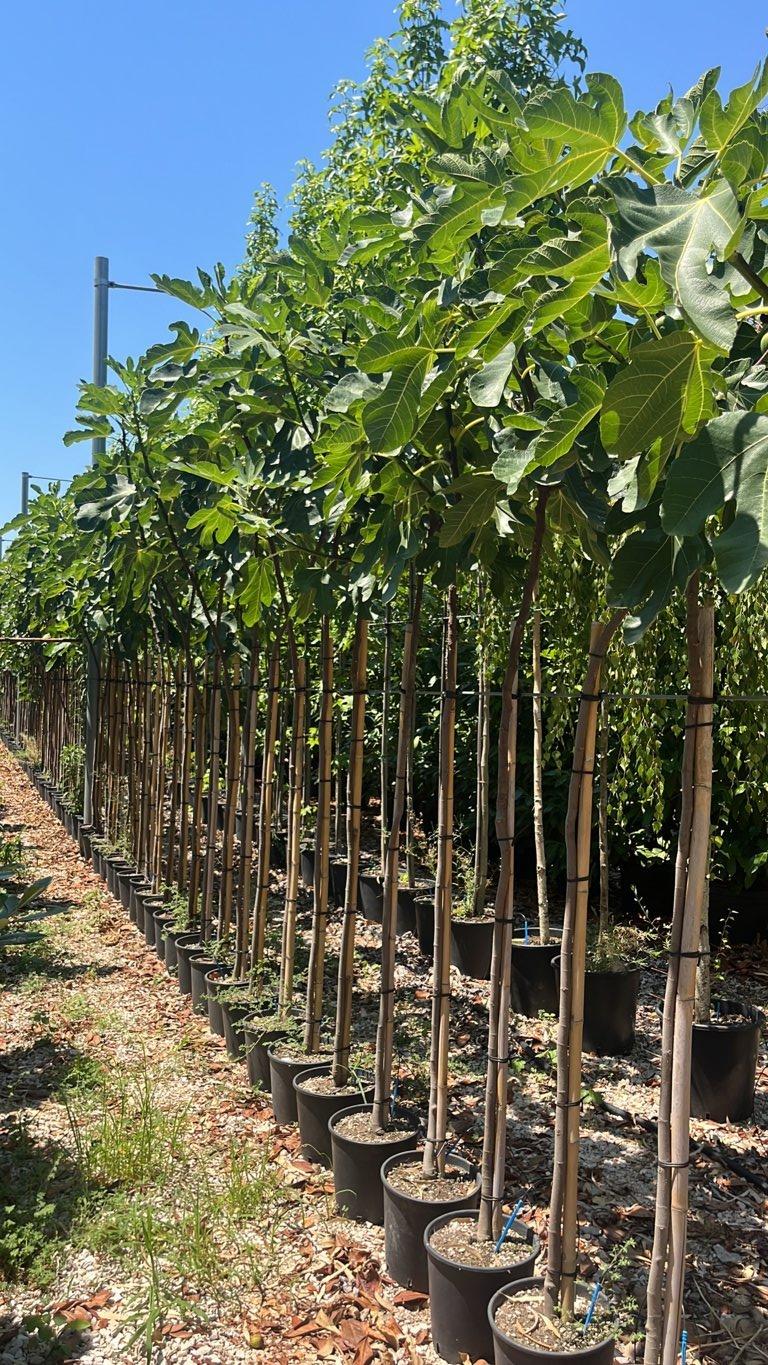 Ficus Carica Rouge (Fico) — Albero, circonferenza 6/8 cm, vaso 45 litri
