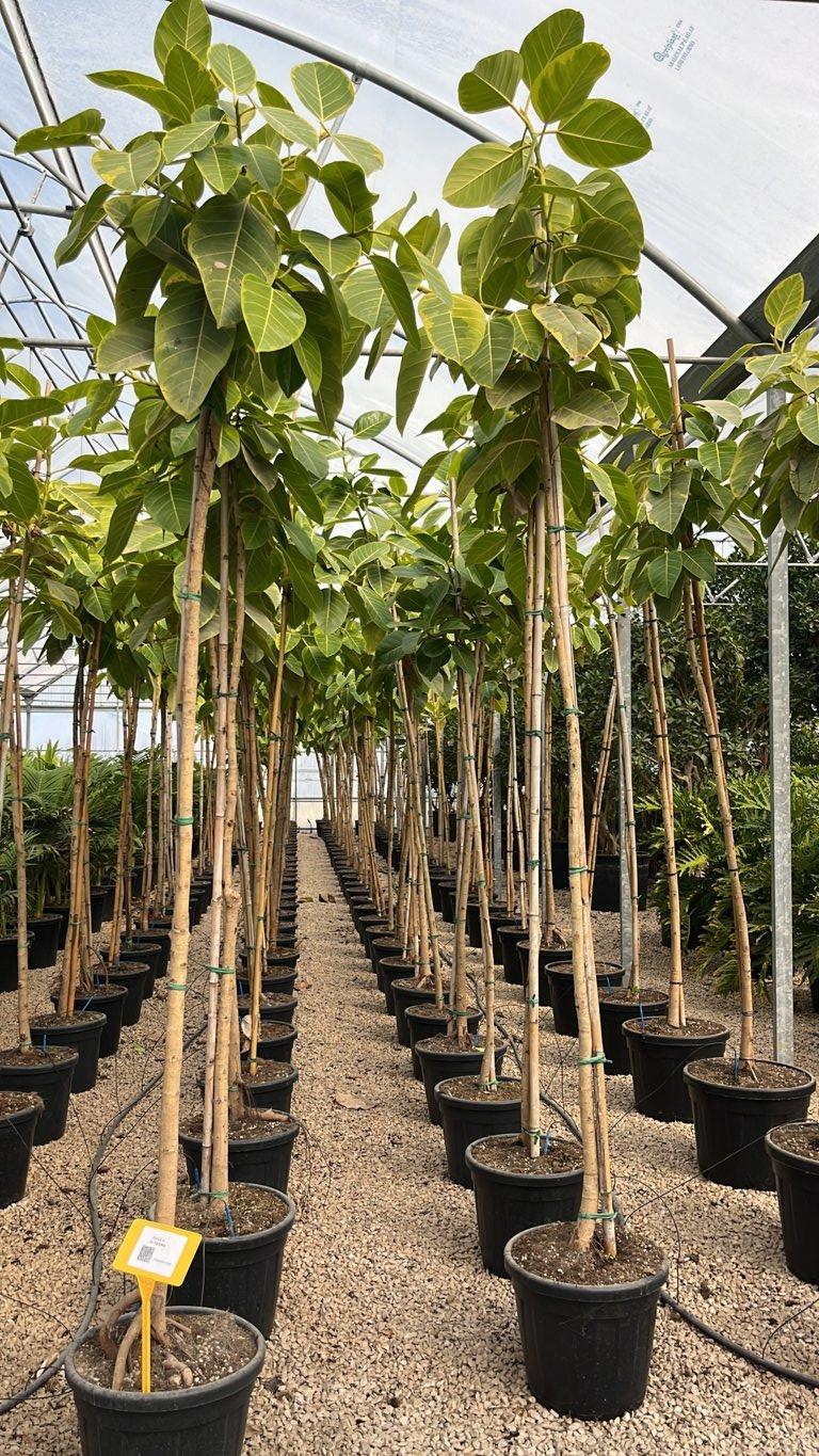 Ficus Altissima — Albero, circonferenza 8/10 cm, vaso 30 litri