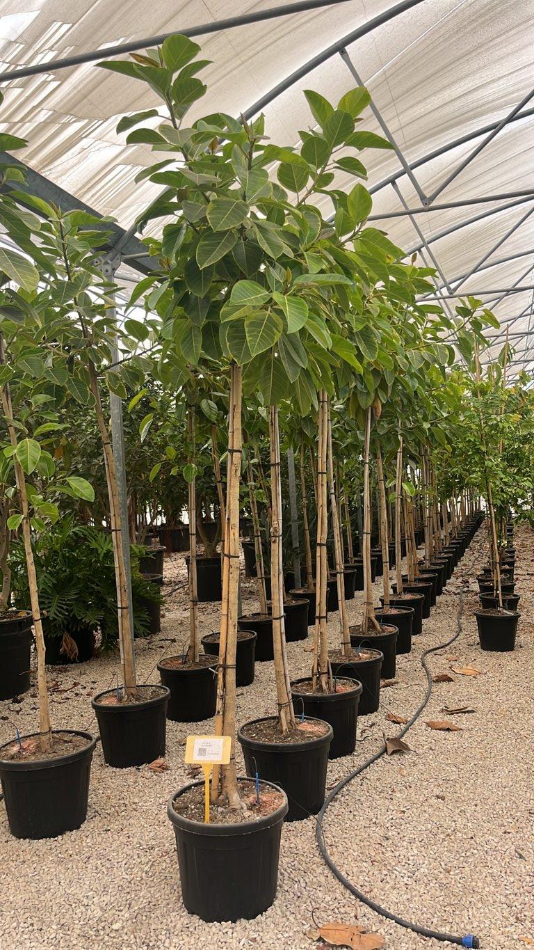 Ficus Altissima — Albero, circonferenza 10/12 cm, vaso 45 litri