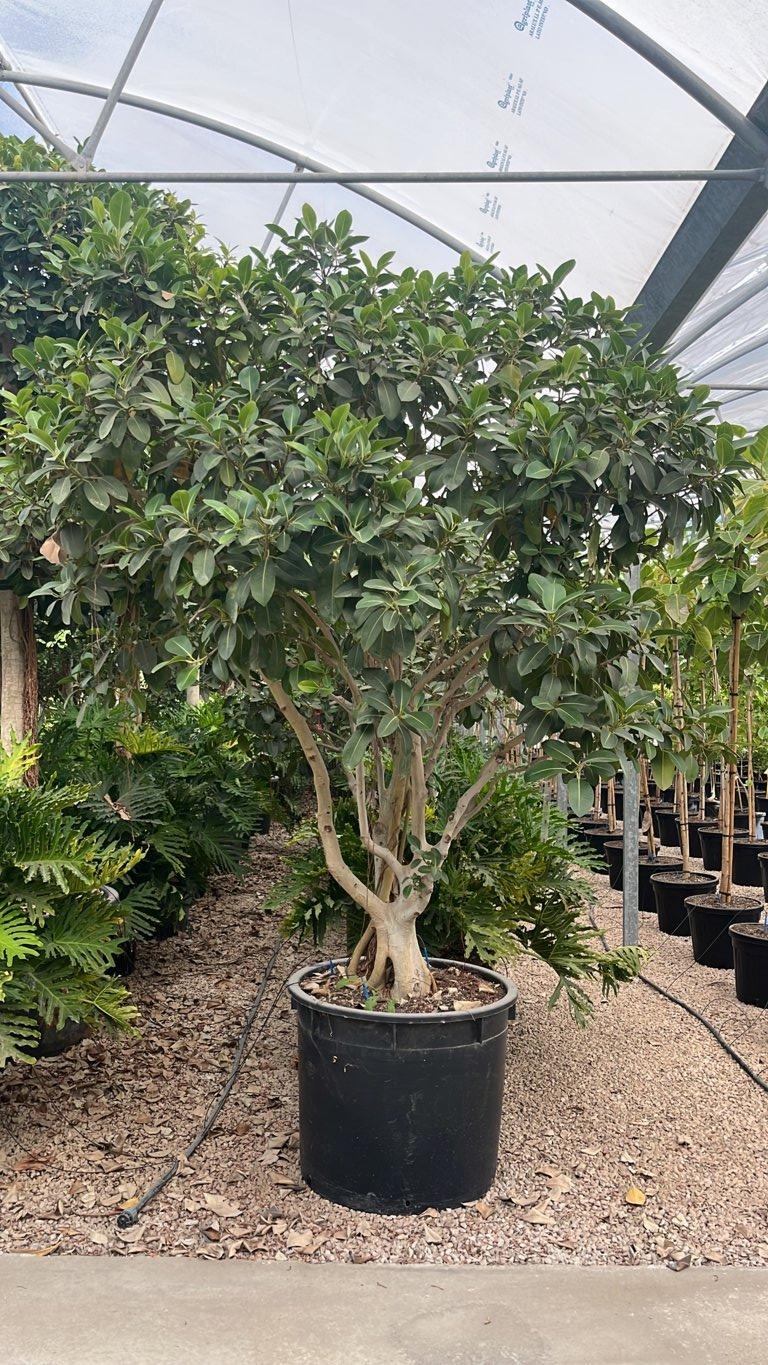 Ficus Australis — Nuvola, altezza 175/200 cm, vaso 240 litri
