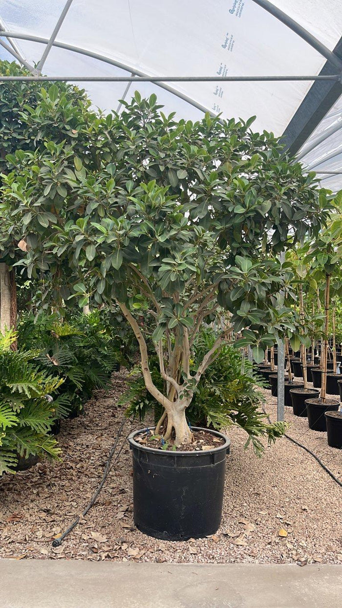 Ficus Australis — Nuvola, altezza 175/200 cm, vaso 240 litri