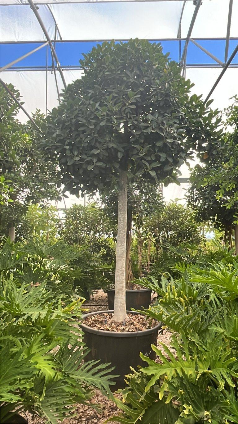 Ficus Australis — Albero, circonferenza 30/35 cm, vaso 375 litri