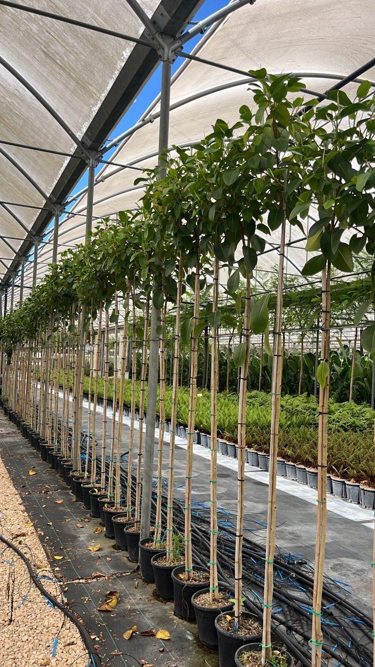 Ficus Australis — Albero, circonferenza 6/8 cm, vaso 9 litri