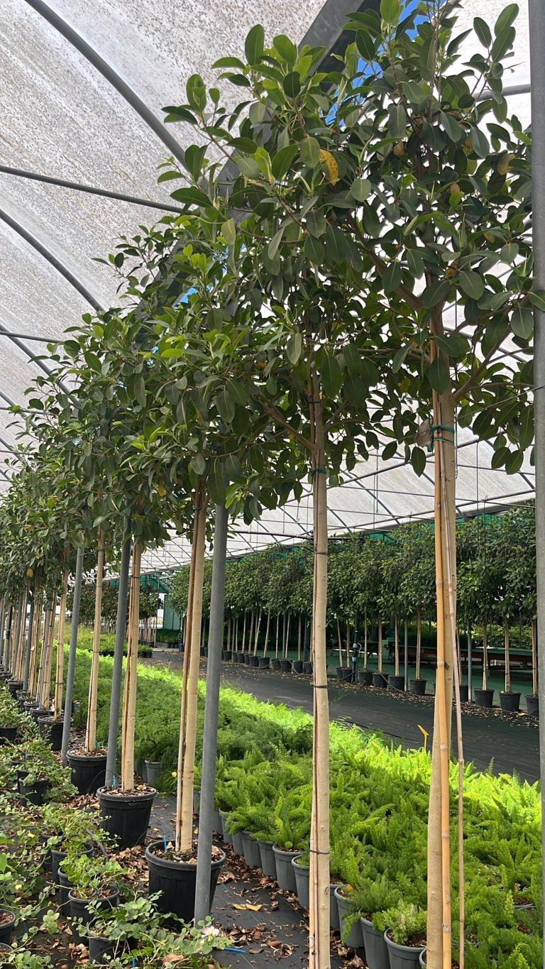 Ficus Australis — Albero, circonferenza 16/18 cm, vaso 35 litri