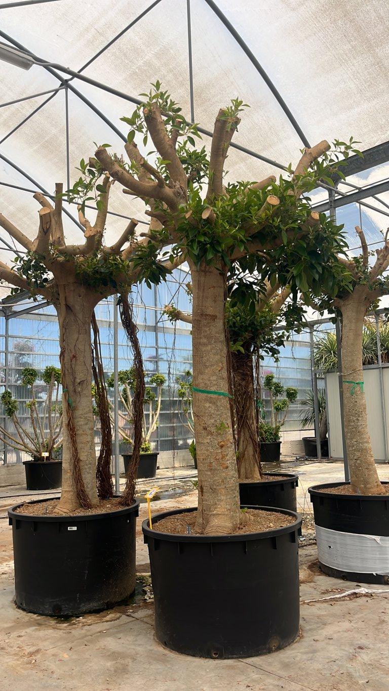 FICUS S. AUSTRALIS Fico di Port Jackson