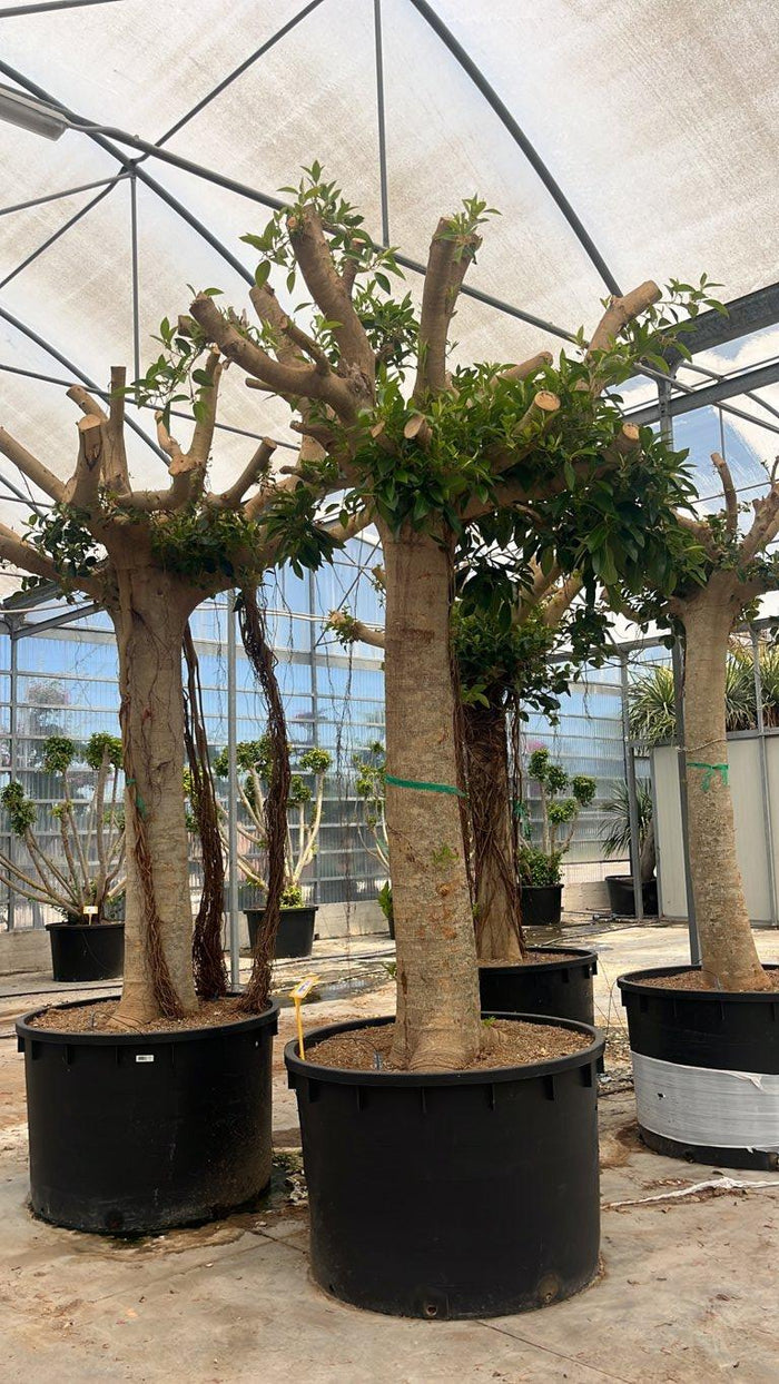 FICUS S. AUSTRALIS Fico di Port Jackson