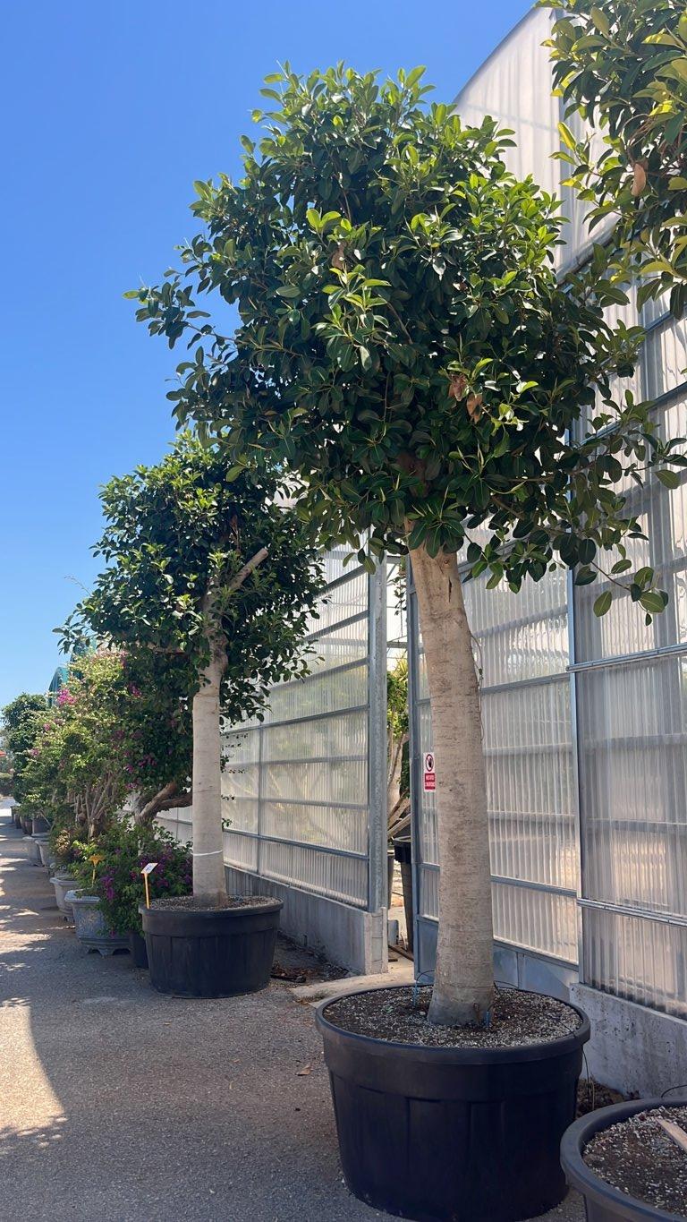 FICUS S. AUSTRALIS Fico di Port Jackson