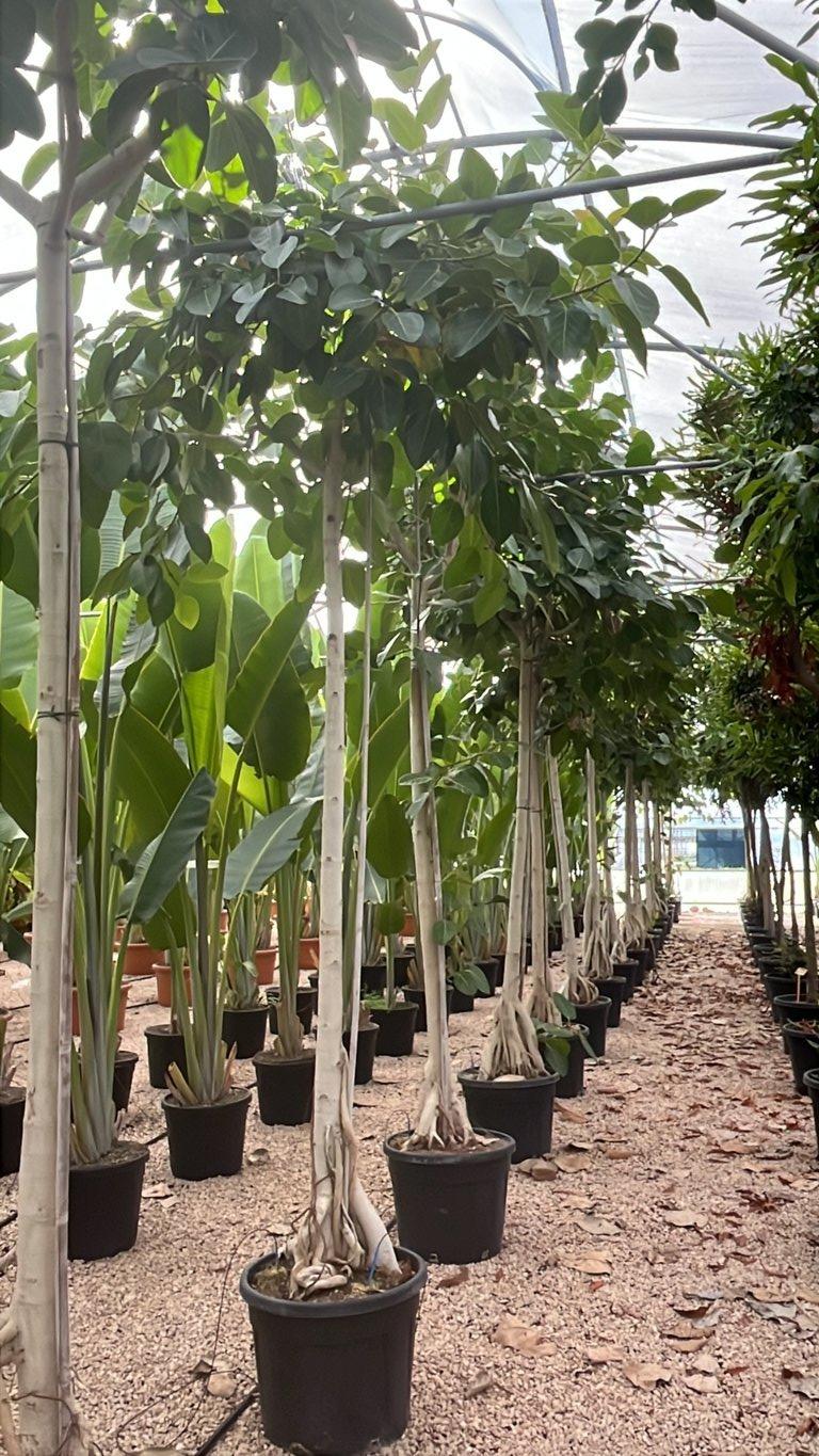 Ficus Benghalensis (Banano) — Albero, circonferenza 18/20 cm, vaso 70 litri