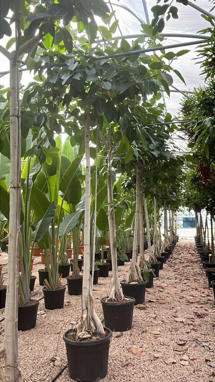 Ficus Benghalensis (Banano) — Albero, circonferenza 18/20 cm, vaso 70 litri