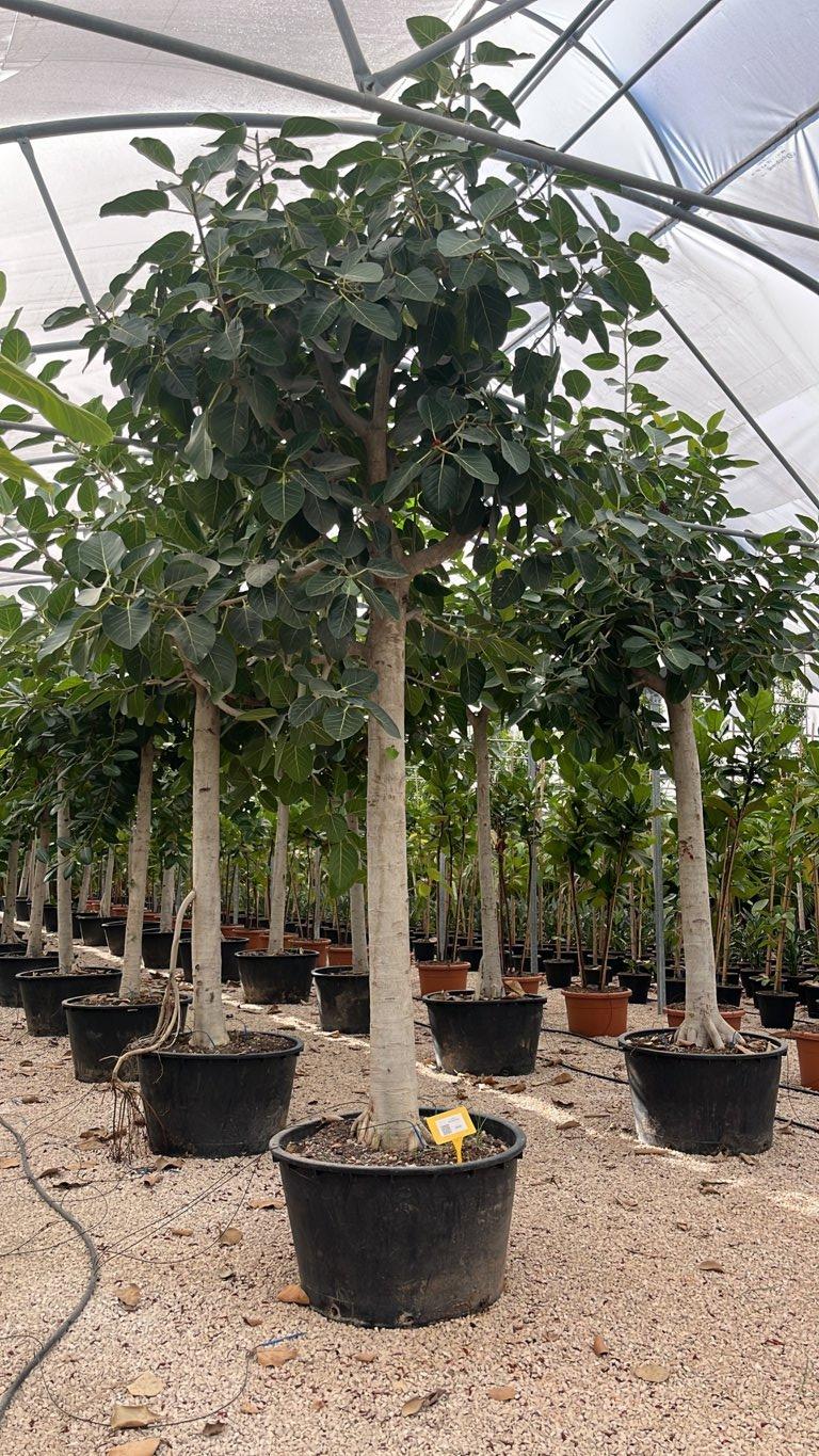 Ficus Benghalensis (Banano) — Albero, circonferenza 40/50 cm, vaso 285 litri