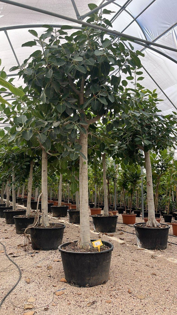 Ficus Benghalensis (Banano) — Albero, circonferenza 40/50 cm, vaso 285 litri