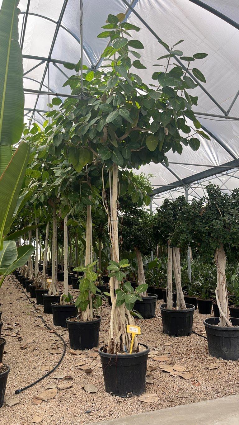 Ficus Benghalensis (Banano) — Albero, circonferenza 20/25 cm, vaso 90 litri