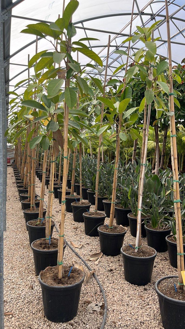 Ficus Benghalensis Roy — Albero, circonferenza 8/10 cm, vaso 30 litri