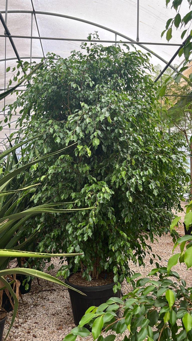 Ficus Benjamina — Cespuglio, altezza 250/300 cm, vaso 130 litri